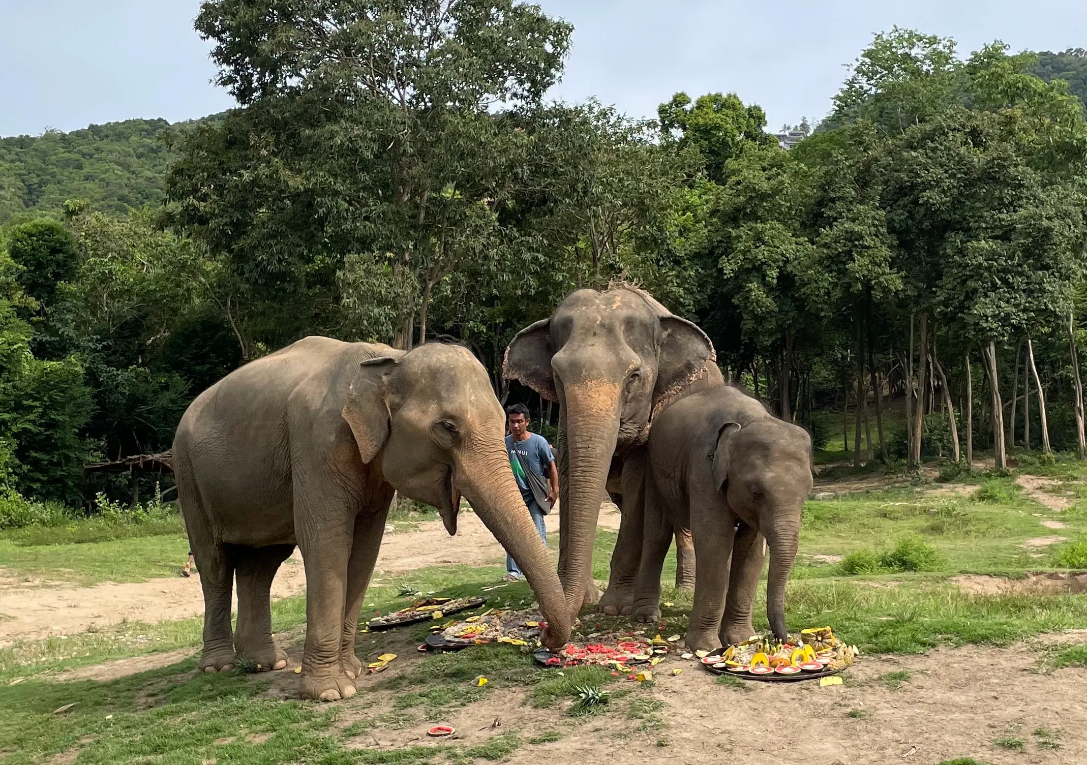 Turismo etico con gli animali: come interagire in modo coscienzioso evitando gli abusi