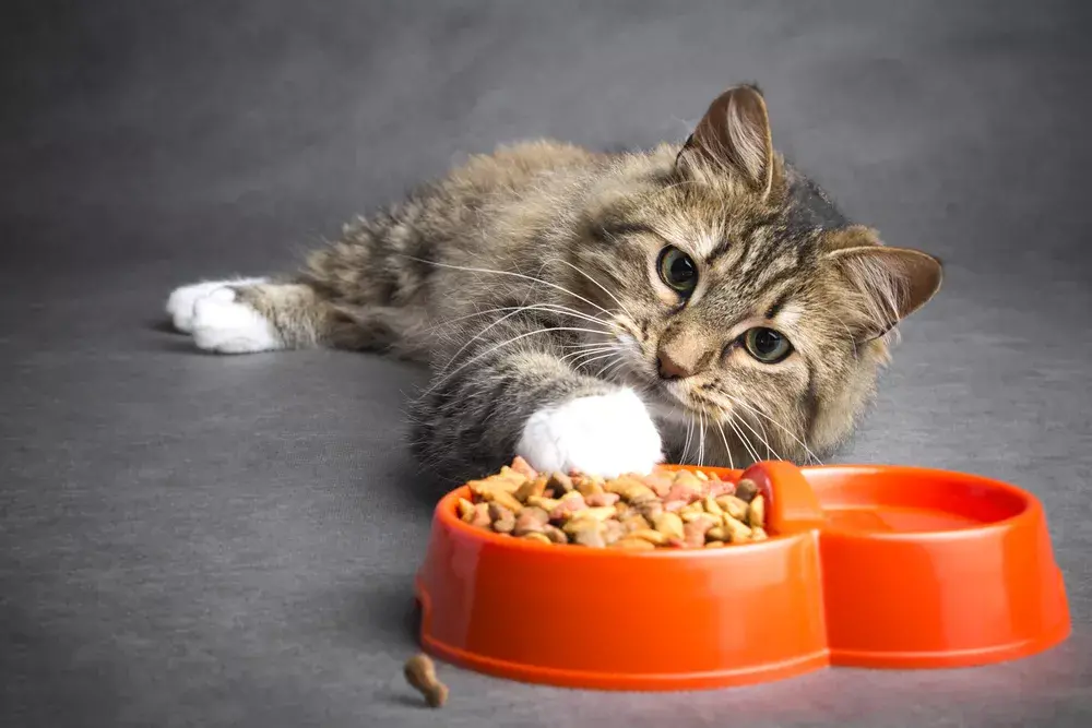 Animali e ambiente: l'impronta ecologica del cibo per gli amici a quattro zampe