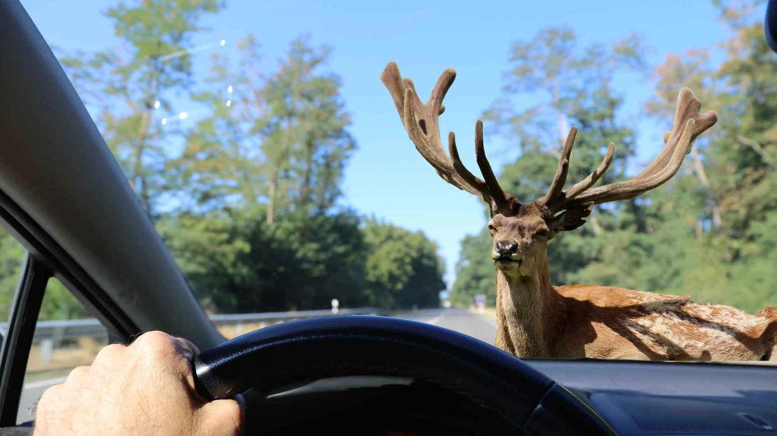Be aware of deer crossing!