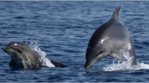 L'avvistamento delfini e balene può e deve avvenire in maniera sostenibile