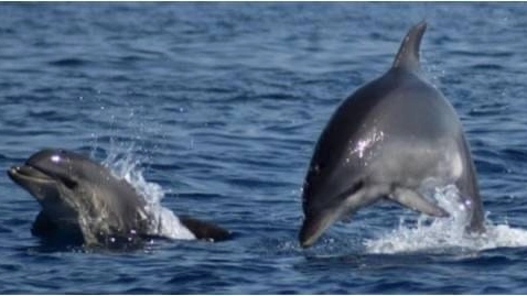 L'avvistamento delfini e balene può e deve avvenire in maniera sostenibile