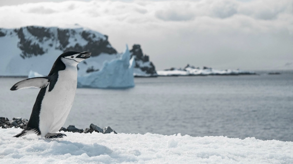 pinguino-che-cammina-sulla-spiaggia-ghiacciata