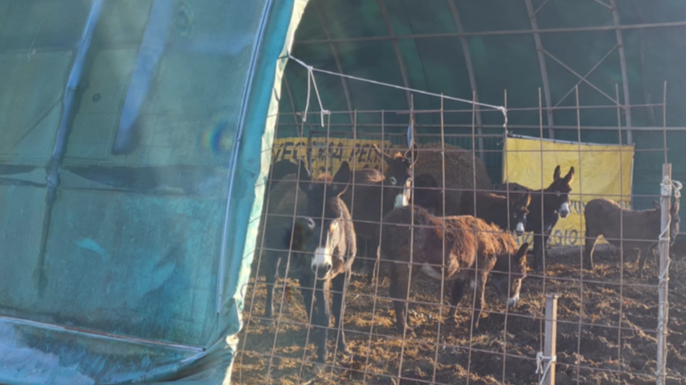 A San Possidonio, in provincia di Modena, è corsa contro il tempo per salvare gli animali da un destino crudele dopo il fallimento dell’azienda che li ospitava