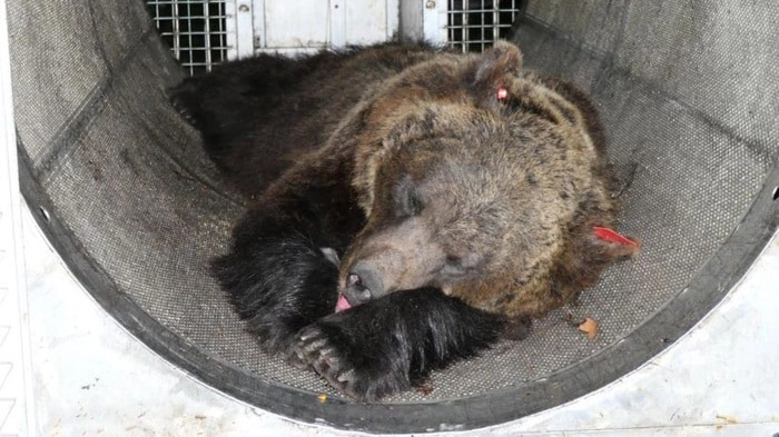 L'orsa Jj4 il 5 aprile scorso ha aggredito e ucciso il runner 26enne (Ansa)