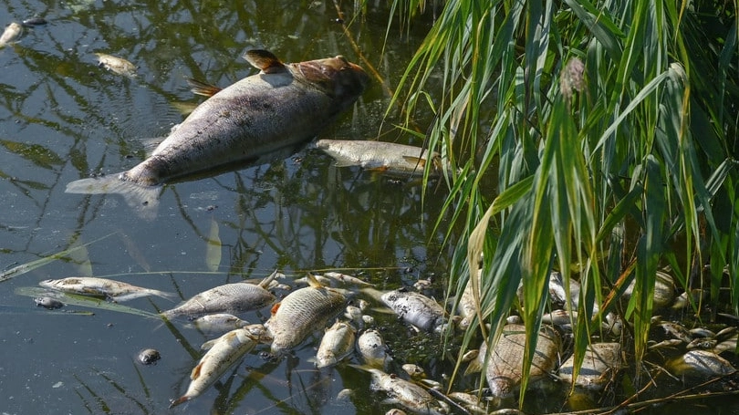 moria di pesci nel fiume Oder