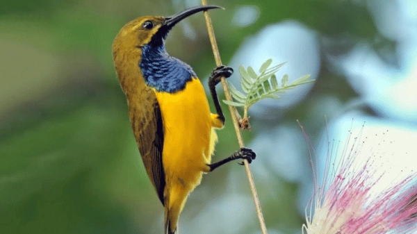 Wakatobi Sunbird