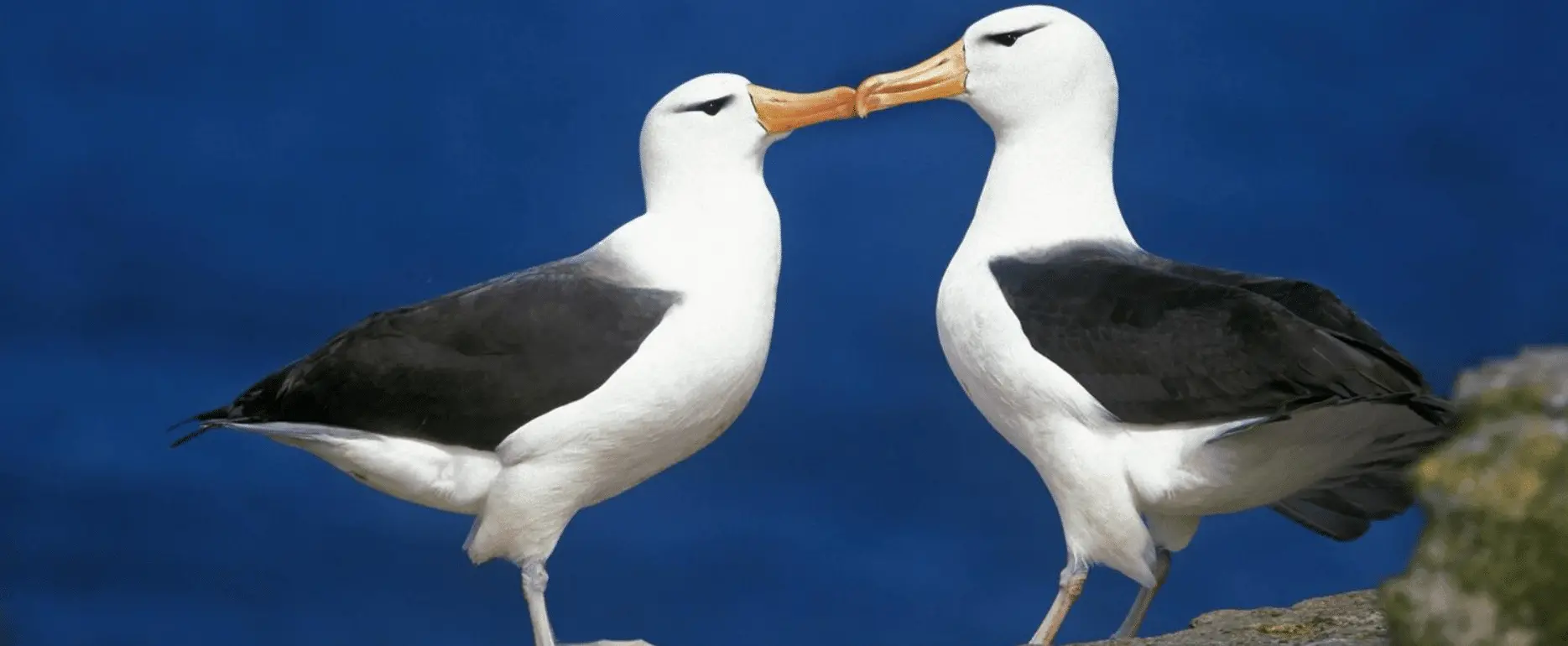 Cambiamento climatico, aumentano i divorzi tra gli albatros