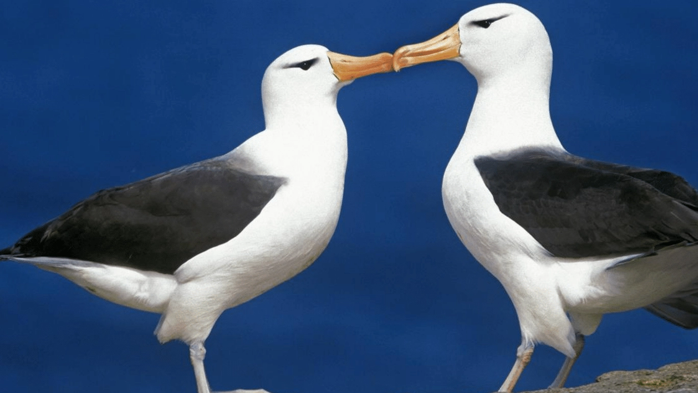 Una coppia di albatros