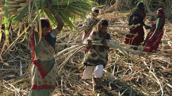 Il 'sacrificio dello zucchero', lavoratrici indiane senza utero