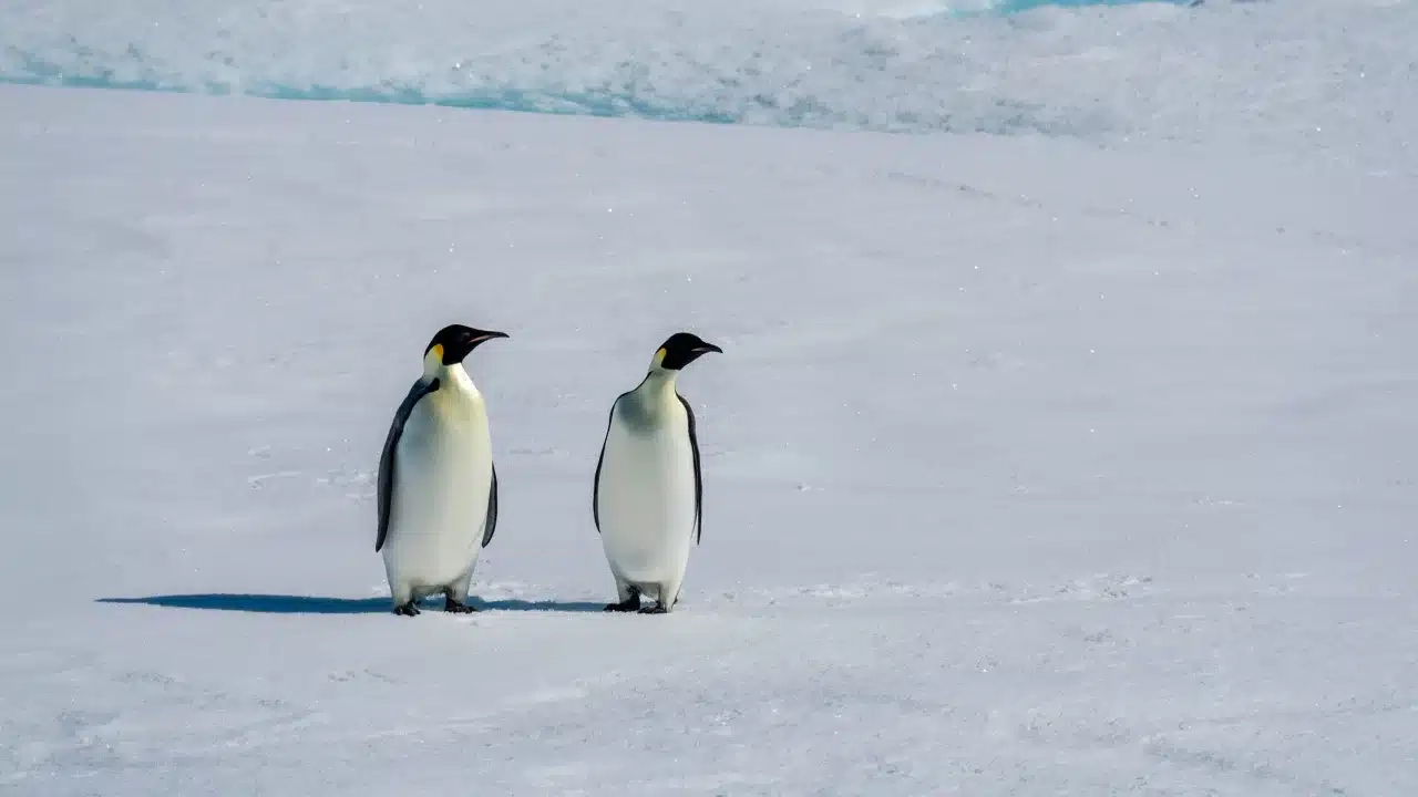 pinguino imperatore