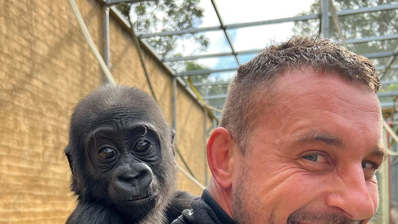 Kaius, il cucciolo di gorilla, sulle spalle del direttore dello zoo, Chad Staples (Facebook)