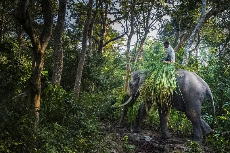 Il Nepal ritrova le sue aree verdi: grazie alle comunità locali raddoppiano le foreste nazionali