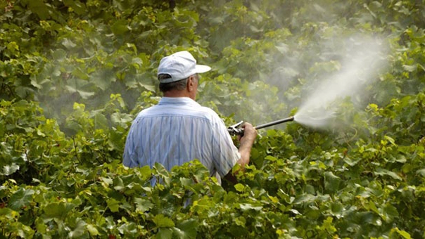 Diserbanti e pesticidi in una agricoltura intensiva senza limiti, le conseguenze