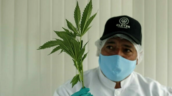 Medical cannabis, a green gold opportunity in the Colombian countryside