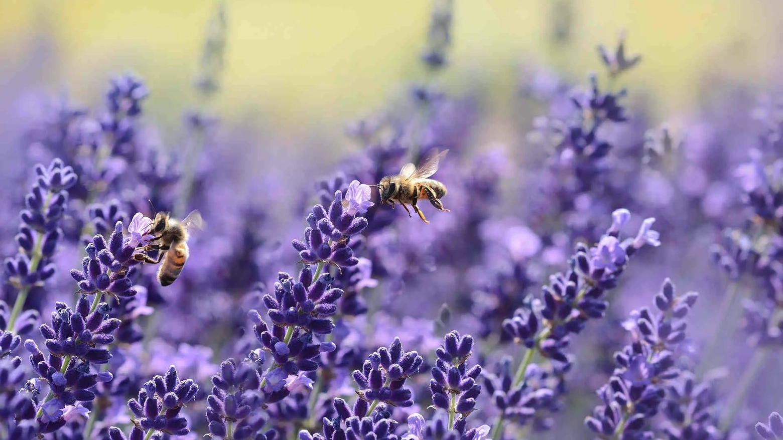 Il 20 maggio è la Giornata mondiale delle api