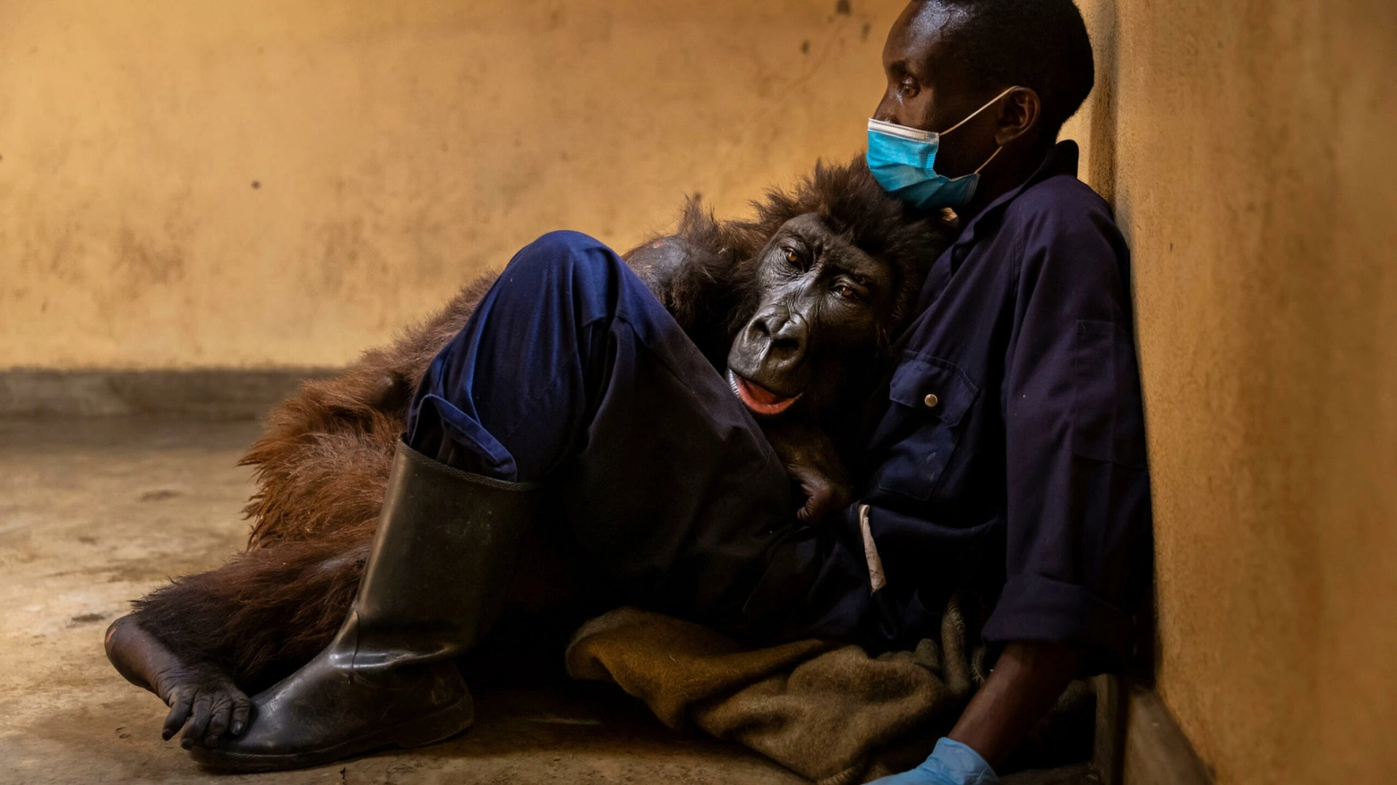 Morta tra le braccia del suo custode la gorilla Ndakasi diventata famosa per un selfie
