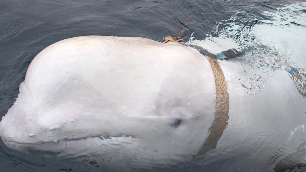 Il cetaceo più famoso al mondo: Hvaldimir (Instagram)