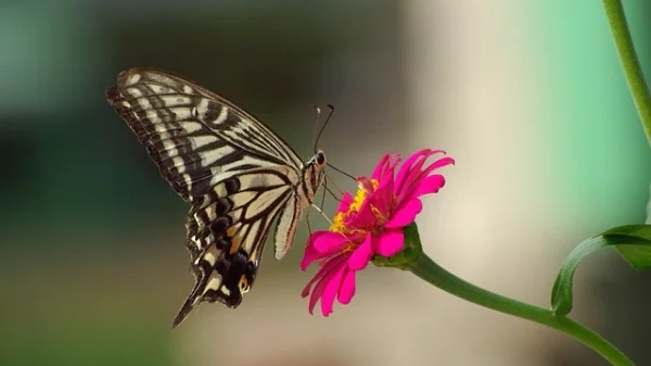 Farfalle e falene sono a rischio estinzione
