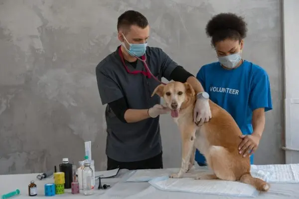 "Amici di strada, compagni di vita": il progetto di assistenza gratuita per i cani dei senzatetto