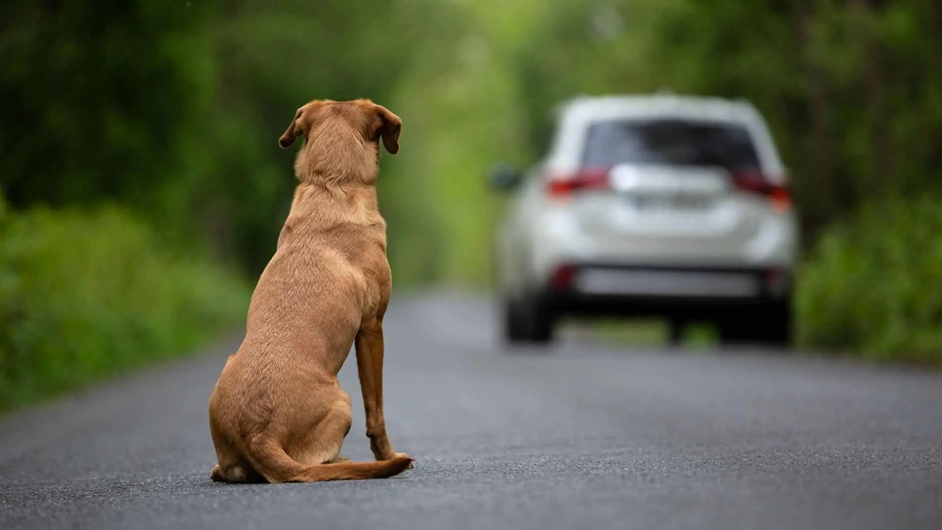 Sos animali, in estate torna il fenomeno degli abbandoni per strada