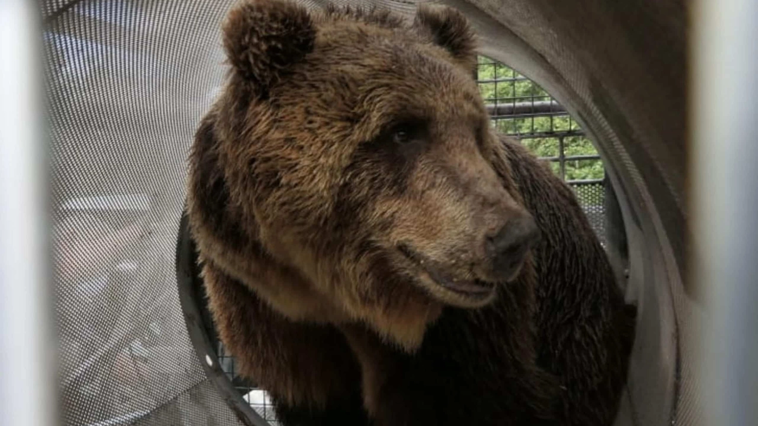 Il Tar di Trento ha sospeso l’ordinanza di abbattimento dell’orso MJ5 mantenendo in vigore solo la cattura