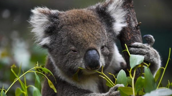 Australian government announces support for koalas