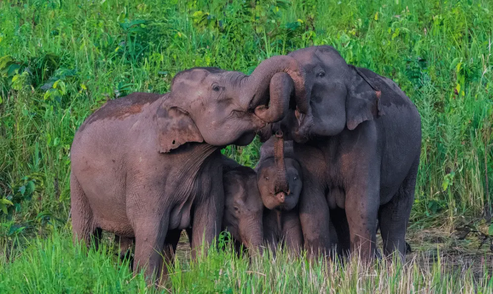 Giornata mondiale dell'elefante, un'alleanza per salvare la specie