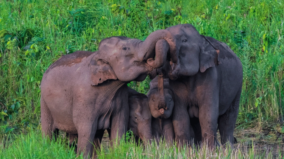 Oggi è la Giornata mondiale dell'elefante (Wwf)