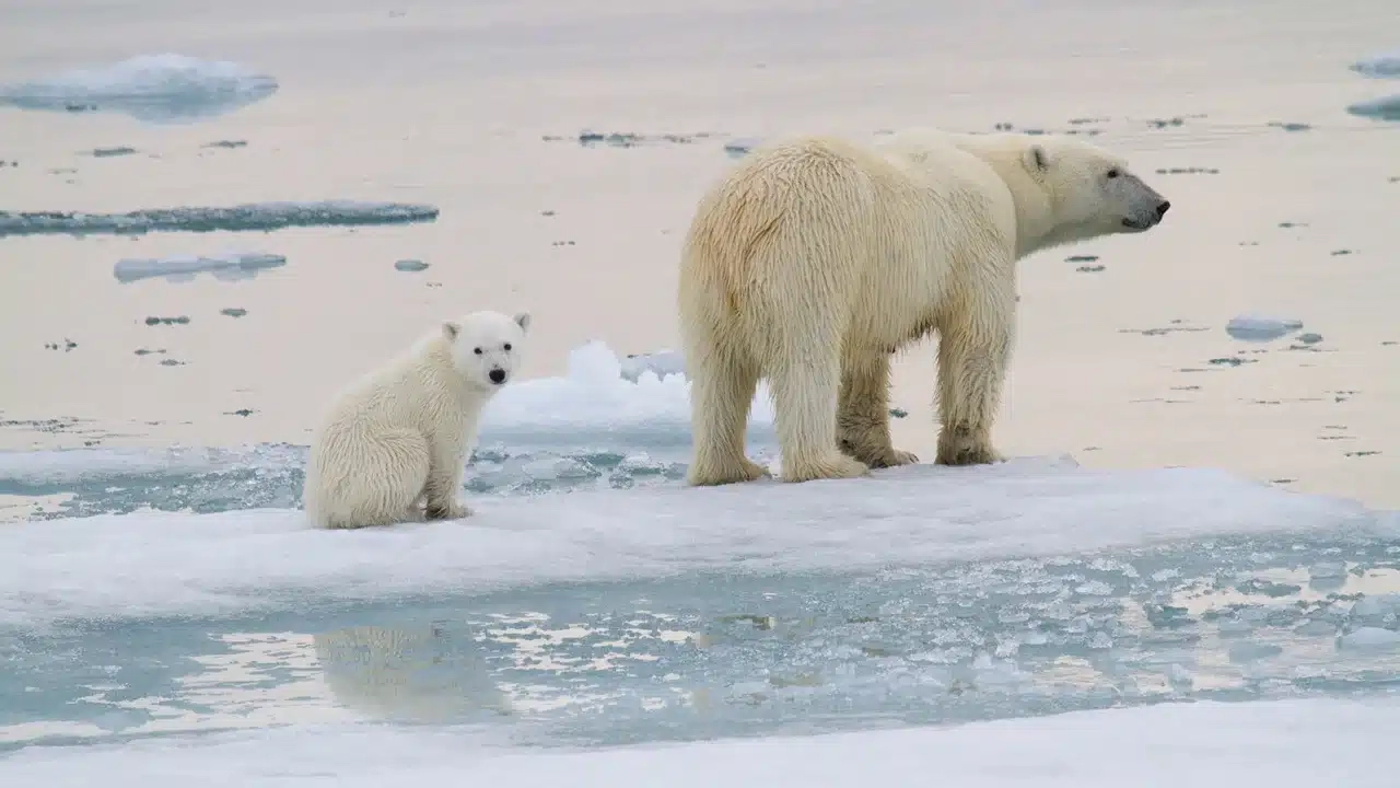 orsi polari ghiaccio