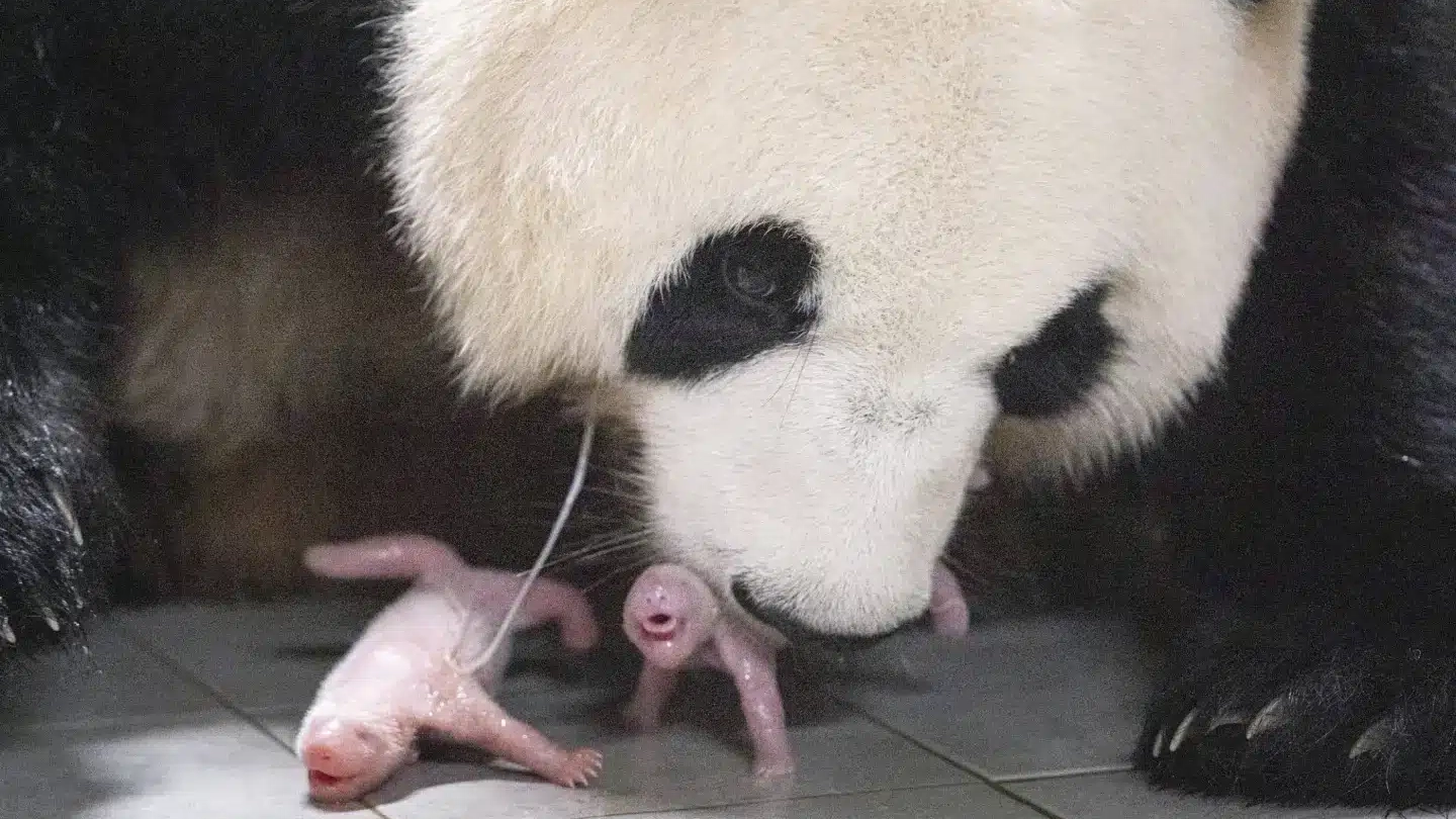 Un panda gigante di 9 anni ha partorito due cuccioli,