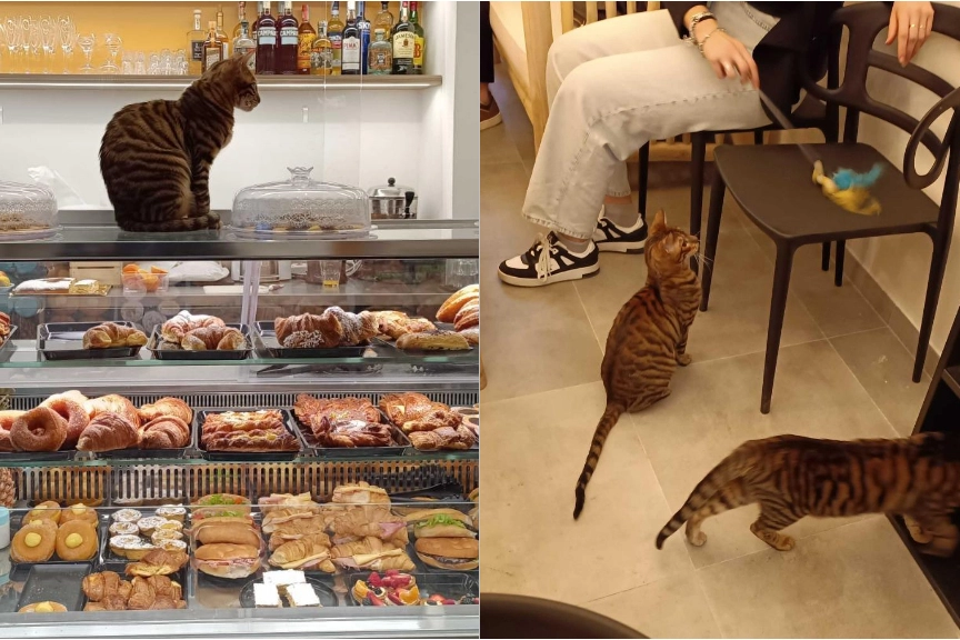 I gatti all'interno del Cat Cafè di Firenze