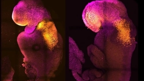 La creazione di un embrione sintetico di topo, che “accresce le speranze” sulla possibilità di produrre in laboratorio organi umani destinati ai trapianti