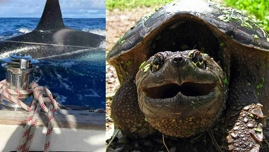 Sos animali, orche che affondano le barche in Spagna e allarme tartarughe azzannatrici a Roma: ecco perché sono pericolose