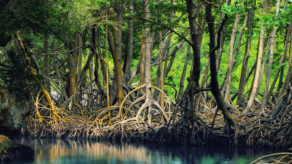 Dominican_republic_Los_Haitises_mangroves