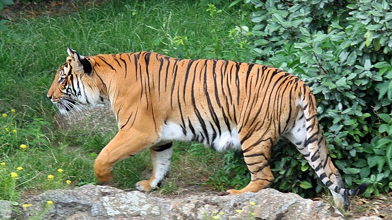 tigre india