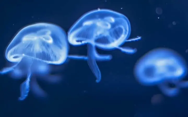 Meduse anti-inquinamento, il loro muco combatte le microplastiche