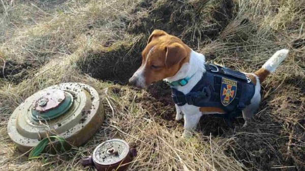 Patron, il cane eroe ucraino che ha scovato oltre 90 bombe a Chernihiv