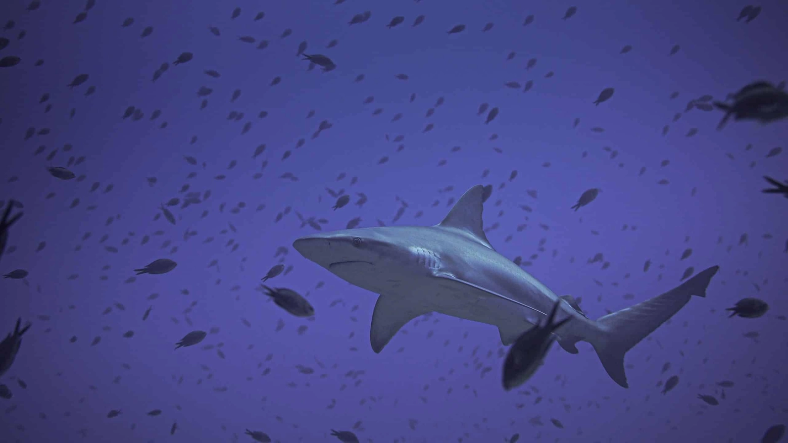 Il 14 luglio è il Shark Awareness Day