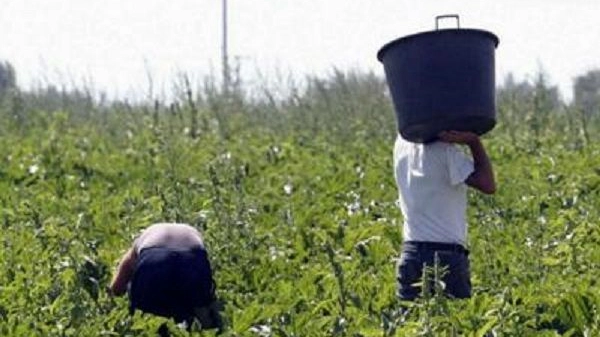 Nuovi schiavi: i lavoratori migranti hanno una probabilità più che tripla di essere sottoposti a lavoro forzato