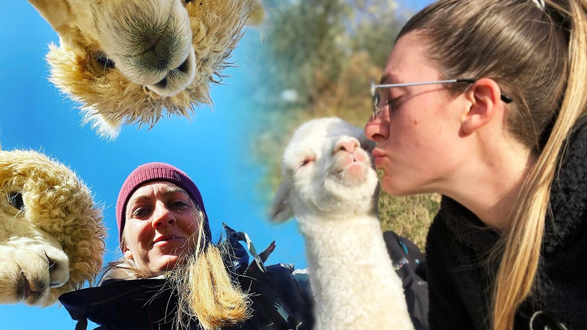 Cecilia Scheggi ha un allevamento di alpaca a Sasso d'Ombrone, Grosseto