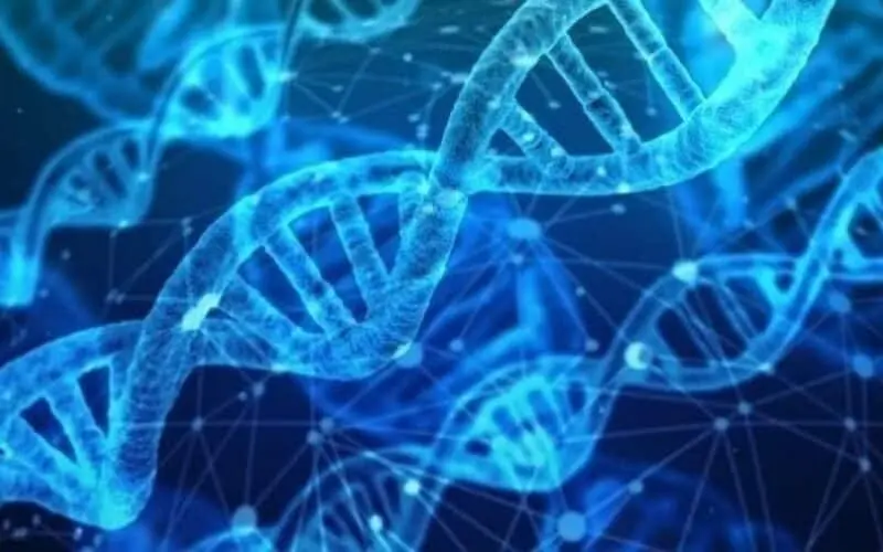 Autismo, uno studio dell'Università di Torino scopre un nuovo gene responsabile