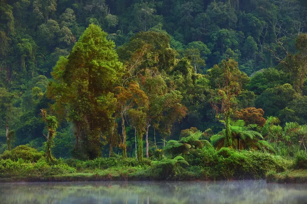 Ambiente, la deforestazione corre più veloce della piantumazione