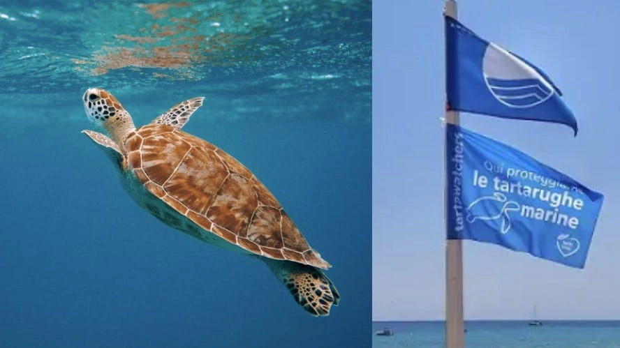 giornata mondiale tartarughe marine