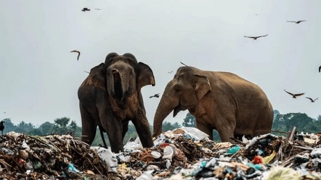 Elefanti affamati cercano cibo in una discarica di plastica