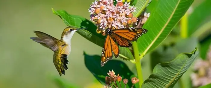 Ambiente, il declino degli insetti impollinatori fa più vittime dell'inquinamento