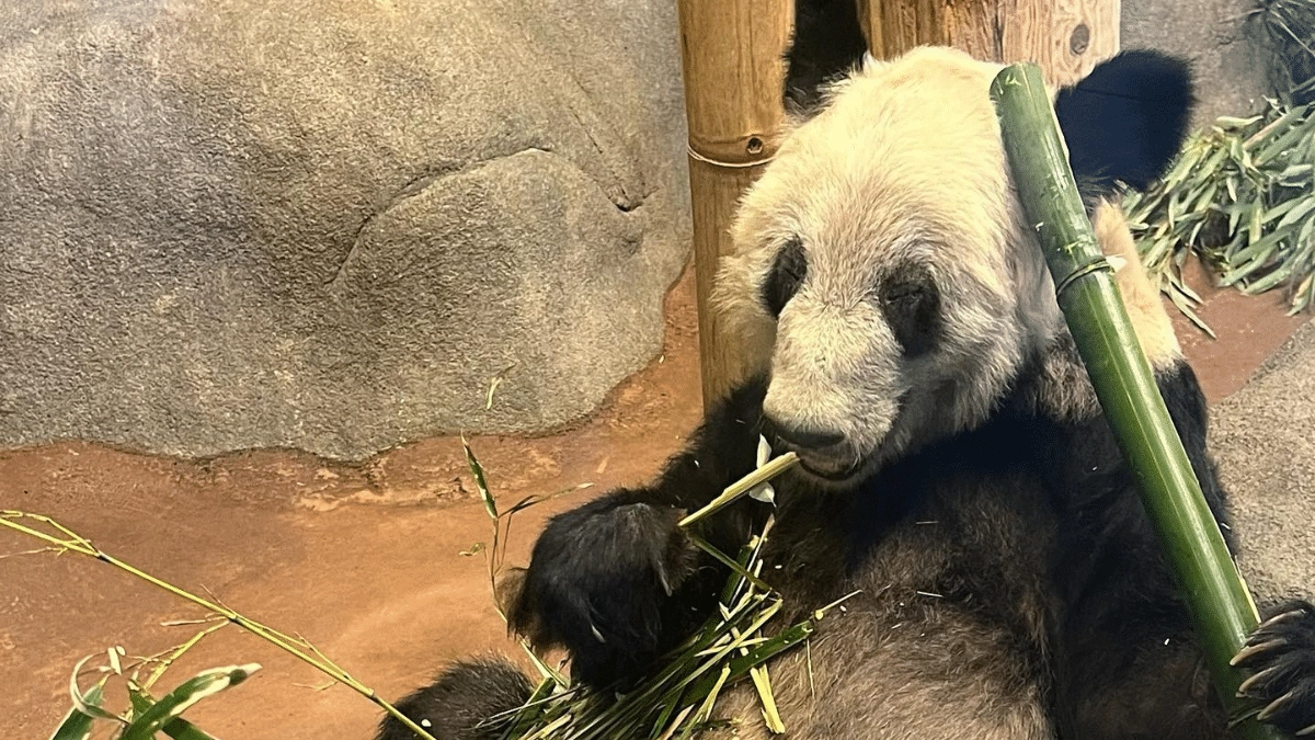 Ya Ya panda gigante