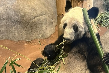 Panda gigante torna in Cina dopo 20 anni in uno zoo Usa