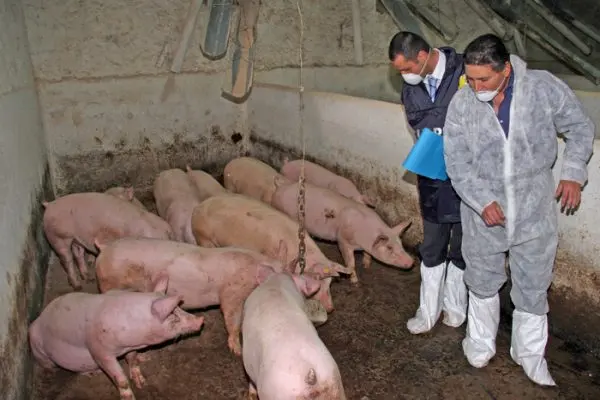 Non solo Covid: la febbre suina arriva in Liguria e Piemonte. Un pericolo per l'uomo?