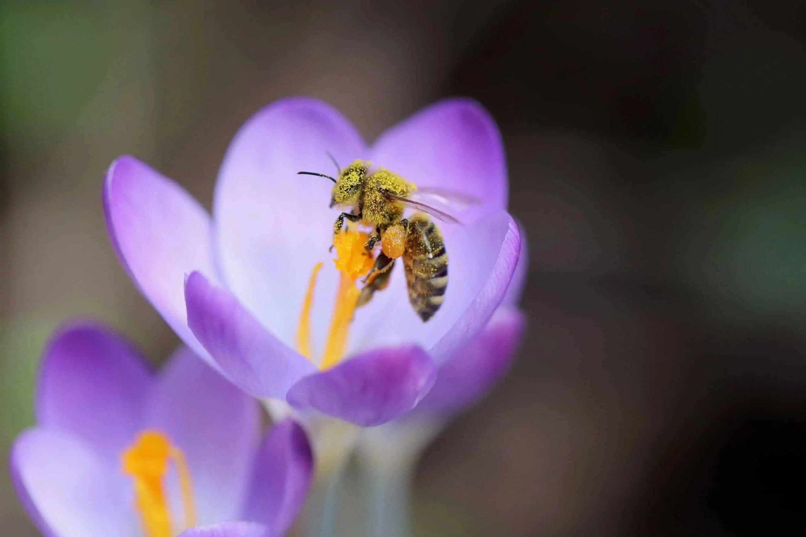 “Voci dalle Oasi”: la playlist di 3Bee che suona per la salvaguardia della biodiversità