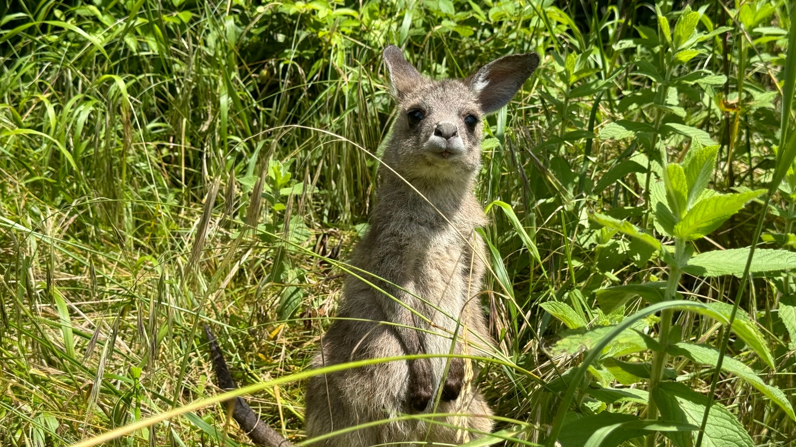 Il cucciolo è stato succorso dopo il decesso della madre a febbraio: lo staff del Parco Natura Viva di Bussolengo si è preso cura di lei con i biberon di latte e le prime passeggiate vicino alla nursery